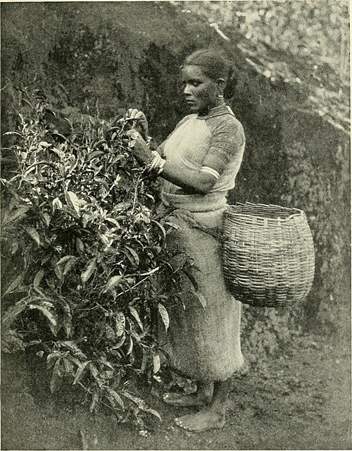 Indian Tamils of Sri Lanka